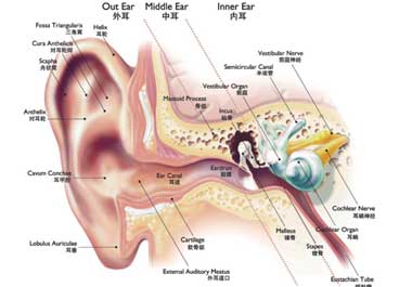 传导性听损的解决办法